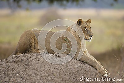 Sub-adult Lion (Panthera leo) lying on top of a termite mound Stock Photo