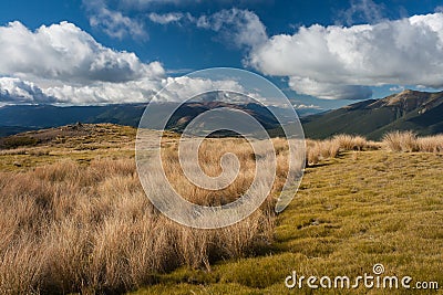 Subalpine pastures in Nelson Lakes National Park Stock Photo