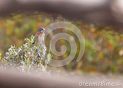 A Subalpine Warbler on Rosemary Stock Photo