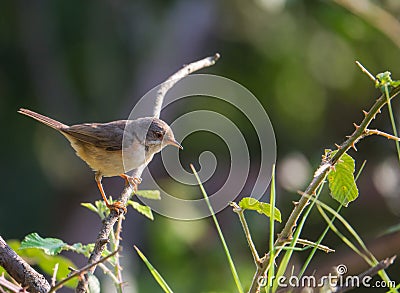 Subalpine Warbler Stock Photo