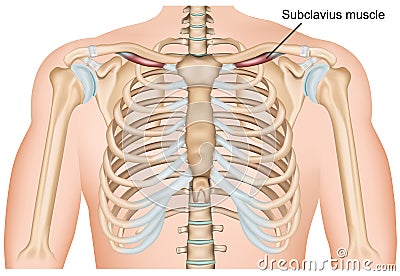 Subclavius shoulder muscle medical vector illustration on white background Cartoon Illustration