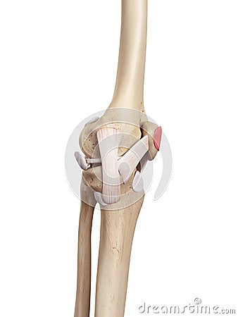 The subcutaneous prepatellar bursa Cartoon Illustration