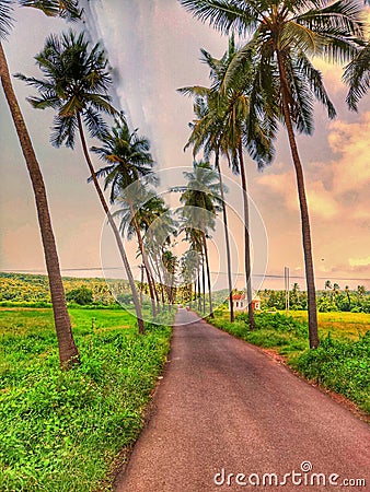 Sublime road with coconut trees and greenfield Stock Photo