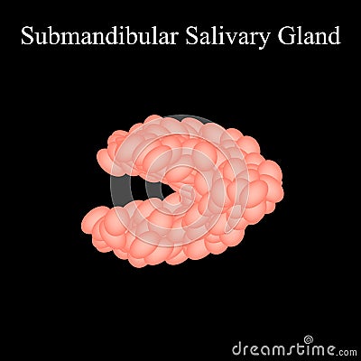 Submandibular salivary gland. The structure of the submandibular salivary gland. Vector illustration on isolated Vector Illustration