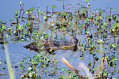 Submerged Alligator , Savannah National Wildlife Refuge Stock Photo