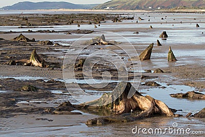 The submerged forest located on the beach in Borth Stock Photo