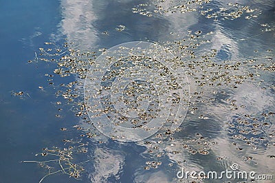 Submerged lake plant water surface leaf growing Cyanobacteria phylum Stock Photo