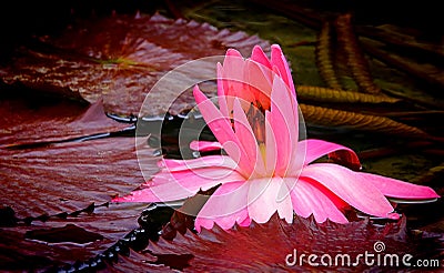 Submerged pink water lily Stock Photo