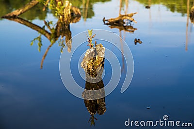 Submerged small tree stump with fresh tree sucker, reflected in blue water Stock Photo