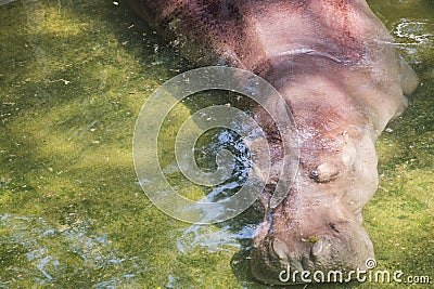 Submerging hippopotamus Stock Photo