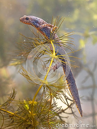 Submersed Male Alpine Newt Resting in Plants Stock Photo