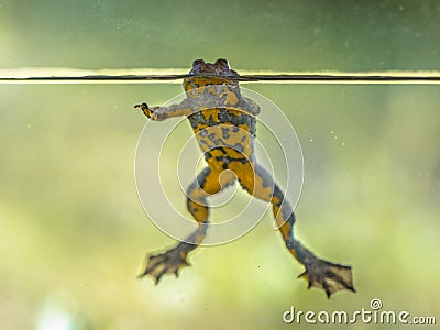 Yellow bellied toad resting in water Stock Photo