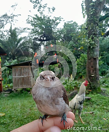 Submissive bird perched on the owner& x27;s hand. Stock Photo