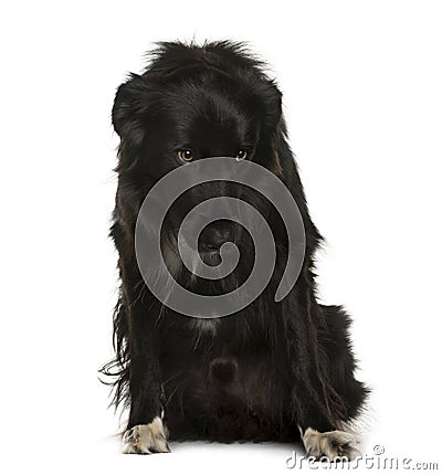 Submissive Crossbreed sitting Stock Photo