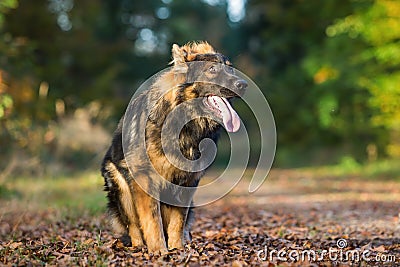 Submissive young dog sitting in the forest Stock Photo