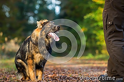 Submissive young dog sitting in the forest Stock Photo