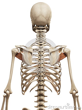 The subscapularis Stock Photo