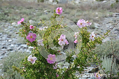 Subshrub beautiful flower in pakistan Stock Photo