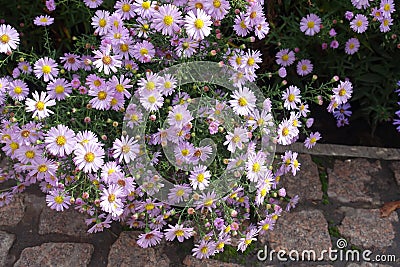Subshrub of Michaelmas daisies with numerous pink flowers and buds Stock Photo