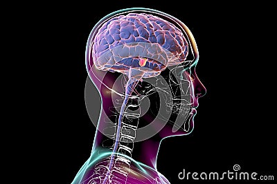 Substantia nigra of the midbrain, 3D illustration Cartoon Illustration