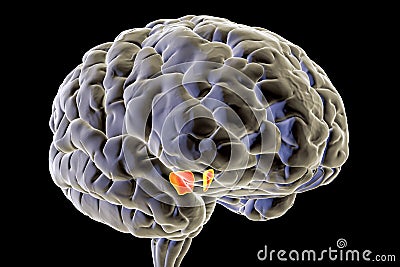 Substantia nigra of the midbrain, 3D illustration. Substantia nigra regulates movement Cartoon Illustration