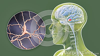 Substantia nigra of the midbrain and its dopaminergic neurons, 3D illustration Cartoon Illustration