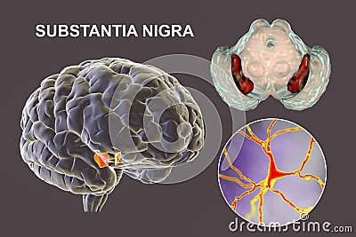 Substantia nigra of the midbrain and its dopaminergic neurons, 3D illustration Cartoon Illustration