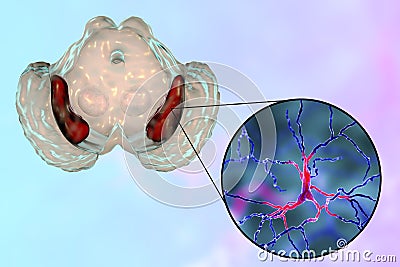 Substantia nigra of the midbrain Cartoon Illustration