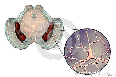 Substantia nigra of the midbrain Cartoon Illustration