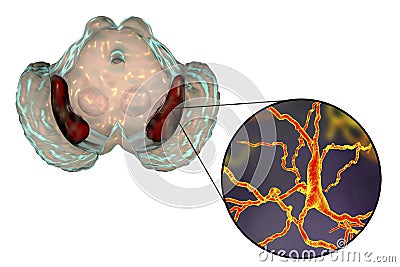 Substantia nigra of the midbrain Cartoon Illustration