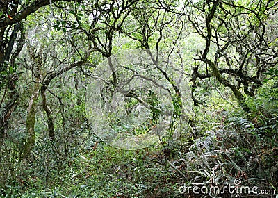 Subtropical forest Stock Photo