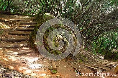 Subtropical forest in Tenerife, Canary Islands, Spain Stock Photo