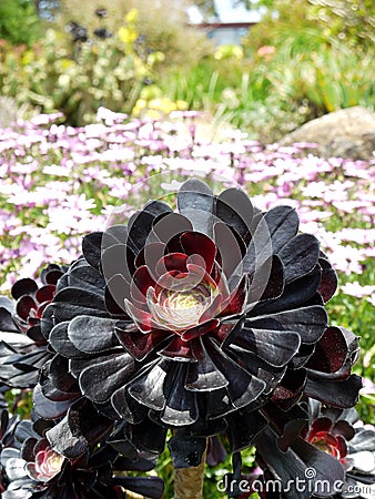 Subtropical garden: Aeonium arboreum in rockery Stock Photo