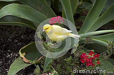 Subtropical garden bird Stock Photo