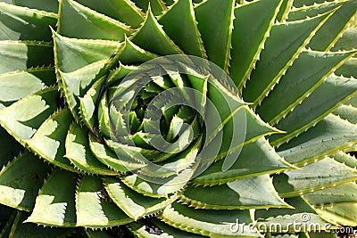 Subtropical garden: spiral aloe detail Stock Photo