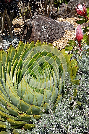 Subtropical garden: spiral aloe with proteas Stock Photo