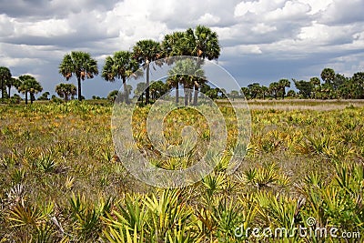 Subtropical Landscape Stock Photo