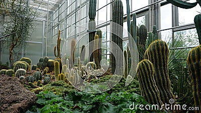 Subtropical plant species in the greenhouse of Radun Castle, in the Czech Republic Stock Photo