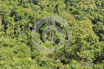 Subtropical Rain Forest Stock Photo