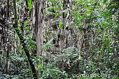 Subtropical Rain Forest Stock Photo