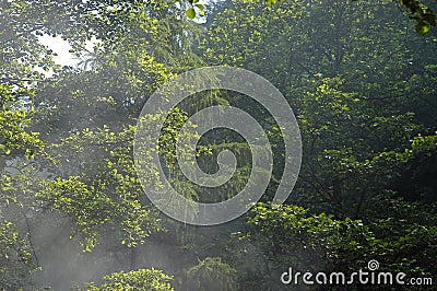 Subtropical Rainforest Stock Photo