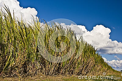 Subtropical sugarcane agriculture before harvest Stock Photo