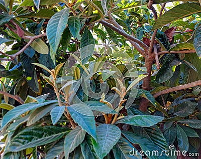 A subtropical tree with a brown trunk, bright green leaves on a sunny morning Stock Photo