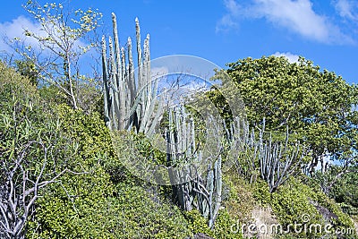 Subtropical vegetation Stock Photo