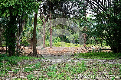 Subtropical wilderness in florida Stock Photo