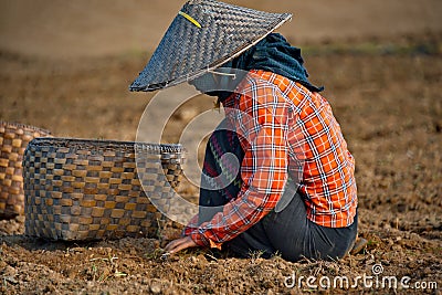 Labor day in peanut fields of Myanmar Editorial Stock Photo