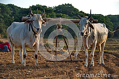 Labor day in peanut fields of Myanma Editorial Stock Photo