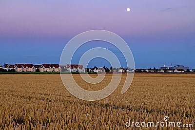 Wheat field with adjacent suburban area by full moon in hazy sky Stock Photo