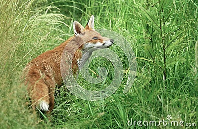 A Suburban fox (Vulpes Canidae) stalks her next meal Stock Photo