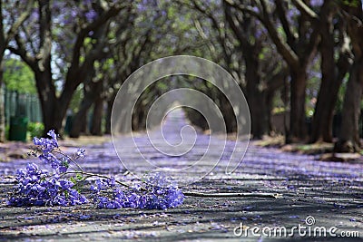 Suburban road with line of jacaranda trees and small branch with Stock Photo